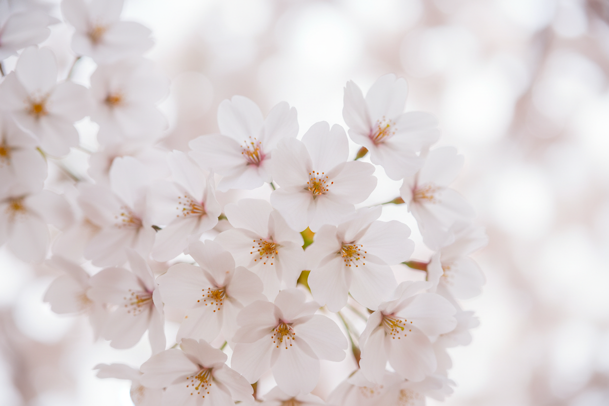 white cherry blossoms enlarged as a background image. Light and airy with soft pinks.